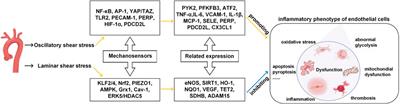 Role of blood flow in endothelial functionality: a review